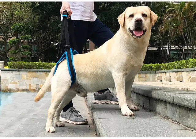 Adjustable Dog Lift Harness For Back Legs